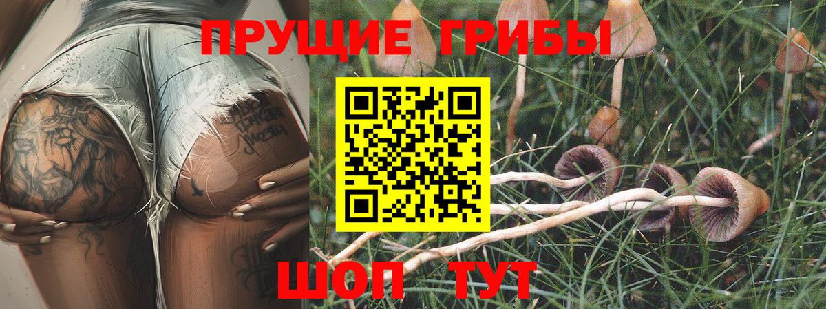Галлюциногенные грибы Psilocybine cubensis Прокопьевск